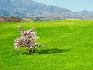 崎守町の一本桜